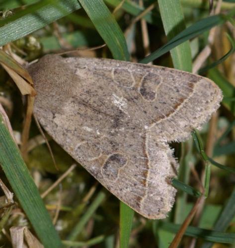 Orthosia cerasi